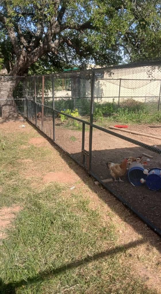 Large welded chicken-run enclosure providing secure outdoor space for a Texas backyard flock
